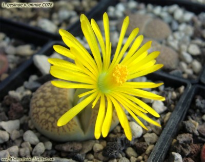 C078 gesinae v. annae_004.jpg