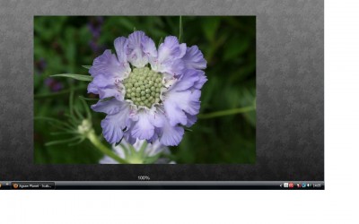 Scabiosa.jpg