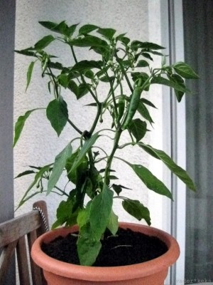Chili.jpg