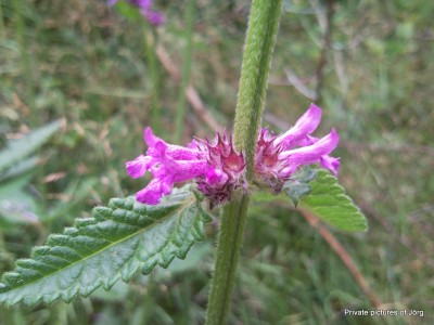 SNC00566.JPG