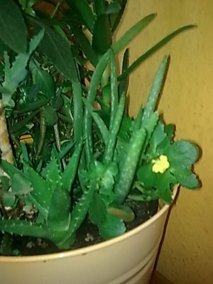 ..Kalanchoe...JPG
