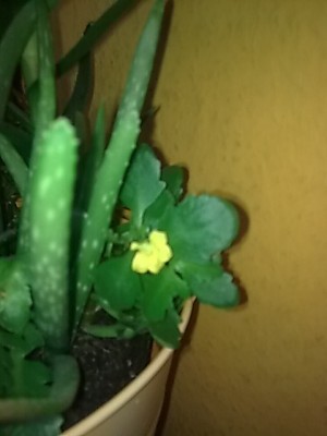 ..Kalanchoe.JPG