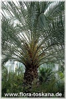phoenix_theophrasti_1_-_261005.jpg