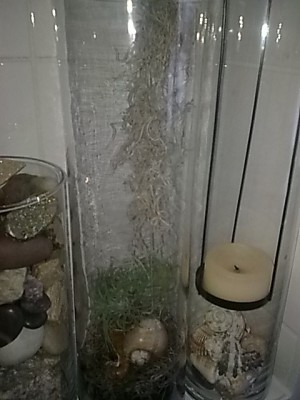..Tillandsia...JPG