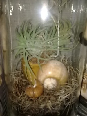 ..Tillandsia.JPG