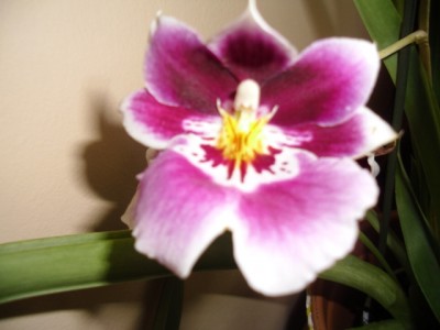 Miltonia2.JPG