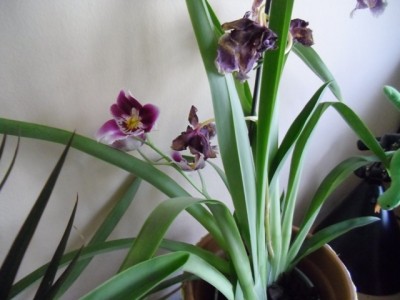 Miltonia1.JPG