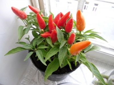 Chili1.JPG