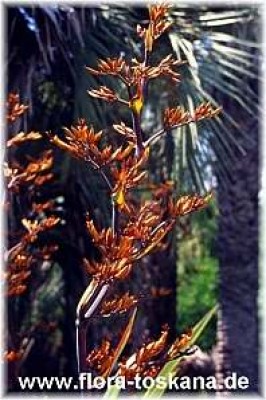 phormium_tenax_bluete_2_-_dia.jpg