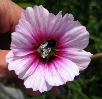 Hummel_0347.jpg
