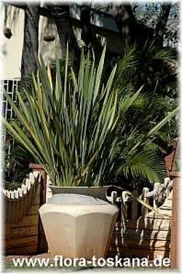 phormium_tenax_1_-_250905.jpg