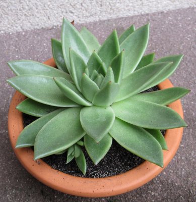 gila_echeveria01.png