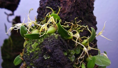 Bulbophyllum alagense (2).jpg
