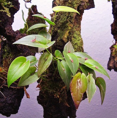 Pleurothallis erythrium (2).jpg