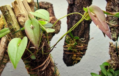 Pleurothallis erythrium (1).jpg