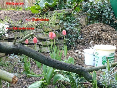 gunilla_himbeer_wicke_hecke.jpg