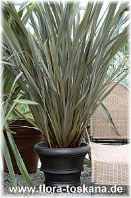 phormium_tenax_purpureum3_-_051205.jpg