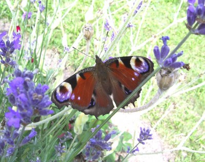 PIC_0007.JPG