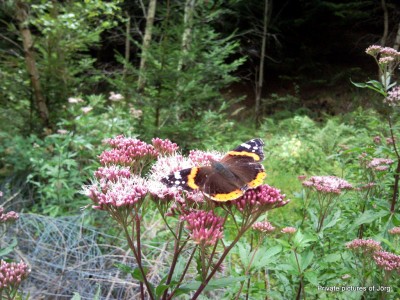 SNC00822.JPG