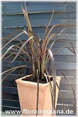 phormium_tenax_bronze_baby_2_-_digi.jpg