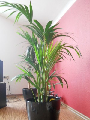 DSCN1964 - 2.jpg