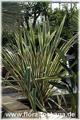 phormium_tenax_variegatum-_130305.jpg