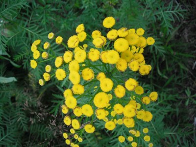 Rainfarn - Tanacetum vulgare.jpg