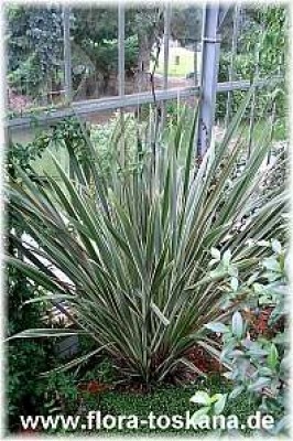 phormium_tenax_variegatum_2__digi.jpg