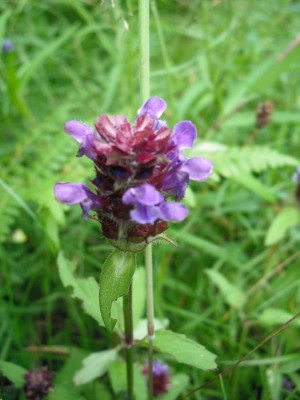 Kleine Braunelle - Prunella vulgaris.jpg