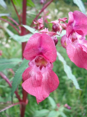 Indisches Springkraut - Impatiens glandulifera.jpg
