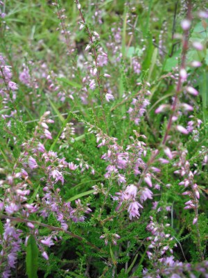 Gemeines Heidekraut - Calluna vulgaris.jpg