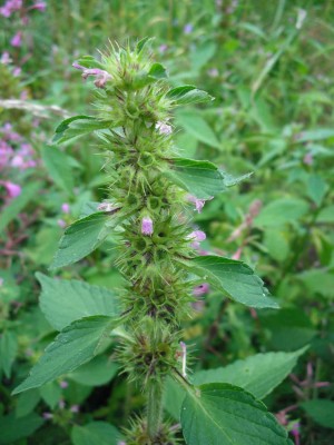 Gemeiner Hohlzahn - Galeopsis tetrahit.jpg