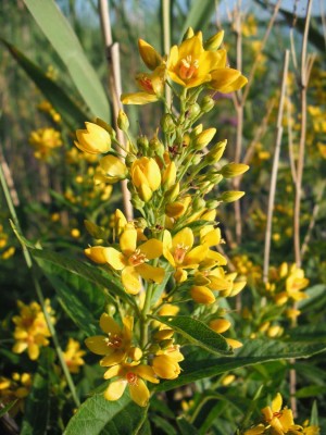 Gemeiner Gilbweiderich - Lysimachia vulgaris.jpg
