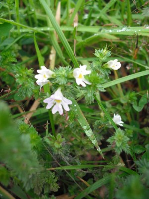 Gemeiner Augentrost - Euphrasia rostkoviana_1.jpg