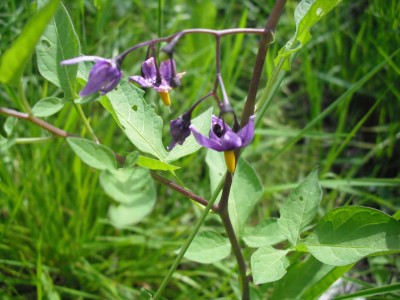 Bittersüsser Nachtschatten - Solanum dulcamara.jpg