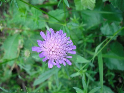 Acker-Witwenblume - Knautia arvensis.jpg
