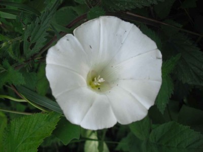Ufer-Zaunwinde - Calystegia sepium.jpg