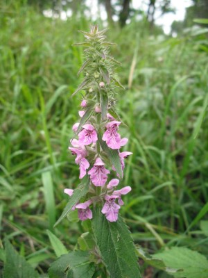 Sumpf-Ziest - Stachys palustris.jpg