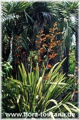 phormium_tenax_bluete_3_-_dia.jpg