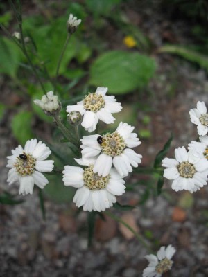 Sumpf-Scharfgarbe - Achillea ptarmica.jpg