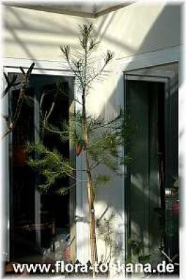 pinus_halepensis_ganz_1_-_190307.jpg