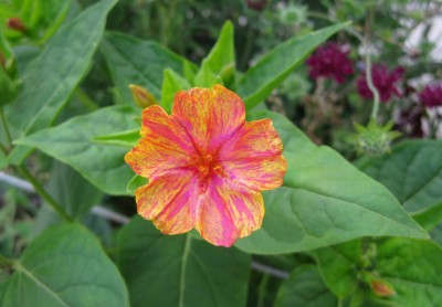 Mirabilis_0376.jpg
