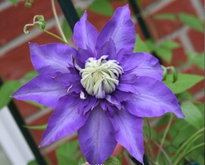 Clematis.jpg