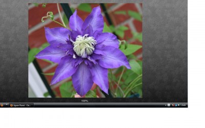 Clematis.jpg
