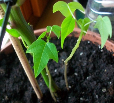 Papaya.JPG