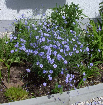 Linum perenne1147.jpg