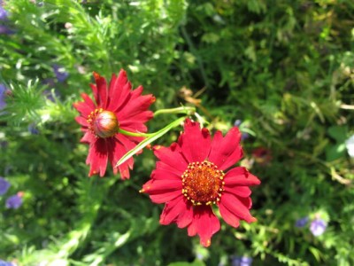 2. Wiesenblume.JPG