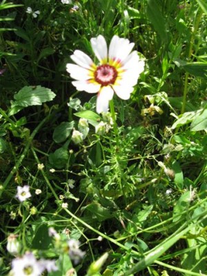 1. Wiesenblume (1).JPG