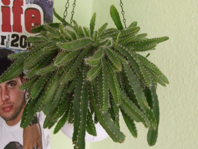 Hylocereus Undatus.JPG