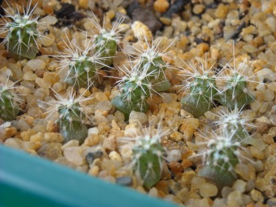Carnegia Gigantea, 5 Monate.JPG